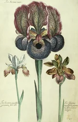 Iris susiana major et Iris bisantina angustifolia